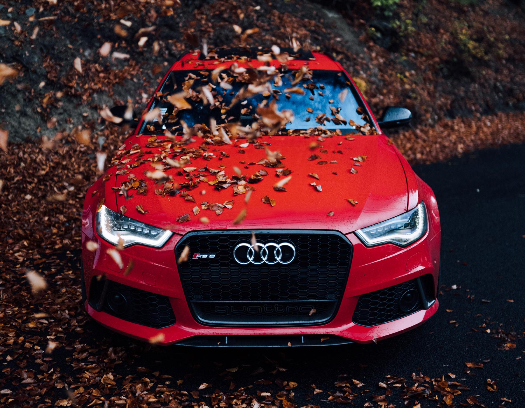 Audi in the leaves